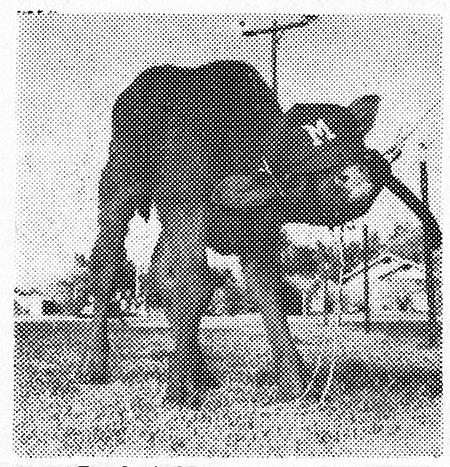 梅萨的小牛吉祥物，1958年3月5日版的《标准》